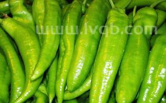 青椒生吃有害吗(青椒能生吃吗)