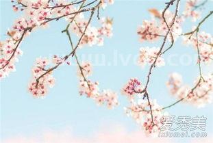 樱花什么时候开花,樱花是什么季节什么月份开放!