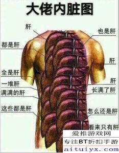 肝脏属于什么系统内脏包括哪些系统