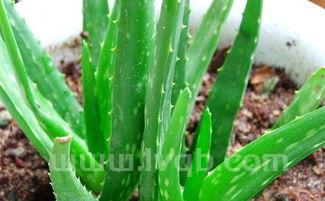 芦荟的作用芦荟到底能起到哪些作用