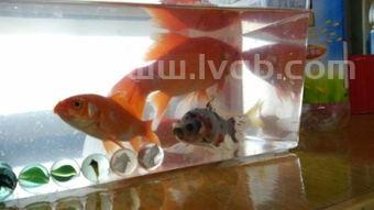 小金鱼怎么养刚刚出生的小金鱼怎么饲养